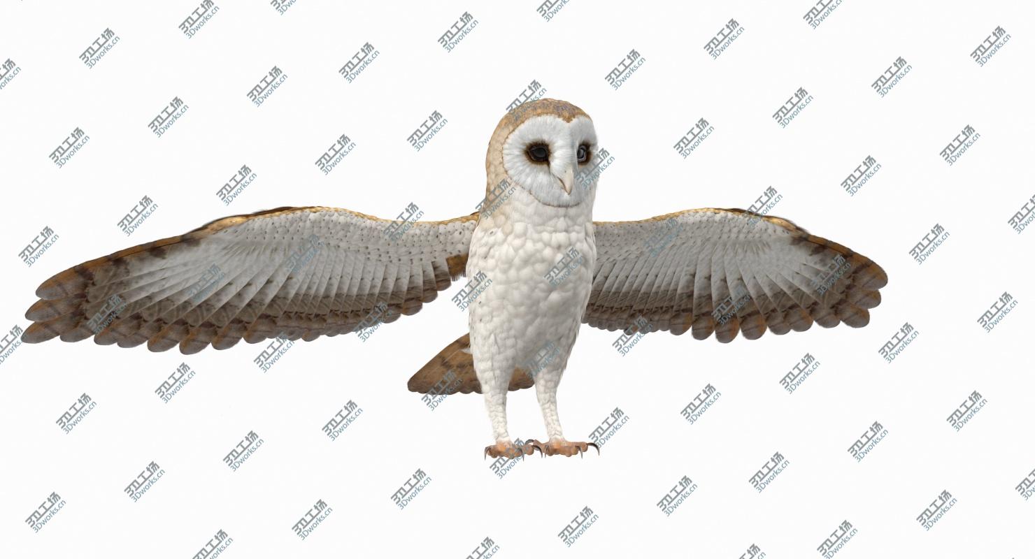images/goods_img/202105071/3D Common Barn Owl model/3.jpg